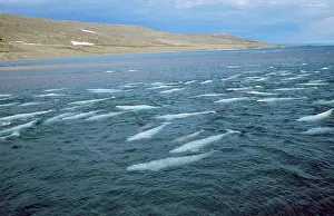 Beluga: Beluga Whale