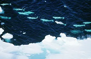 Beluga: Beluga Whale - aerial view