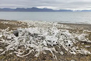 Station: Beluga whale bones at the Bamsebu whaling station