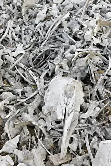 Station: Beluga whale bones at the Bamsebu whaling station