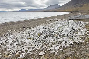 Station: Beluga whale bones at the Bamsebu whaling station