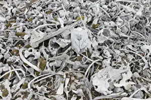 Station: Beluga whale bones at the Bamsebu whaling station