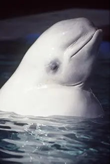 Chris Martin Bahr: BELUGA WHALE - Close-up of head