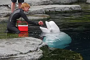 Beluga: Beluga Whale - being fed by handler