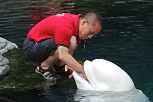 Beluga: Beluga Whale - with handler