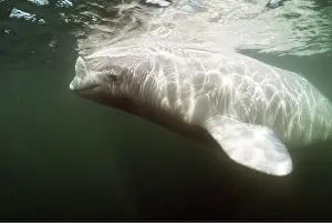 Beluga: BELUGA WHALE - near water surface