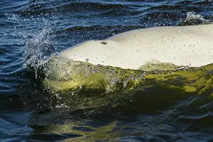 Ken Archer: Beluga whale surfacing in Hudson Bay, Manitoba