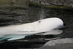 Beluga: Beluga Whale - in water