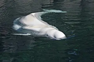 Beluga: Beluga Whale - in water
