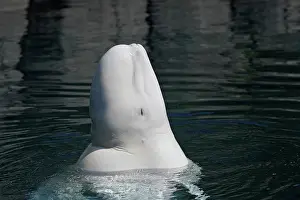 Beluga: Beluga Whale - in water