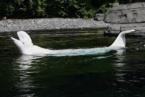 Beluga: Beluga Whale - in water