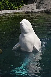 Beluga: Beluga Whale - in water