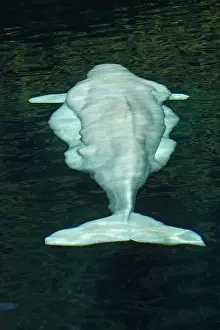 Beluga: Beluga Whale - in water - view from above