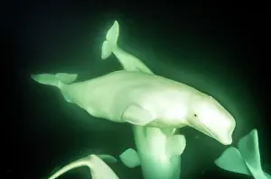 Beluga: Beluga Whales underwater
