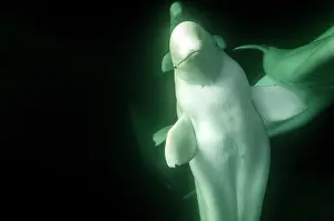 Beluga: Beluga Whales underwater
