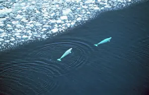 Beluga: Beluga Whales - x2, in sea, aerial shot