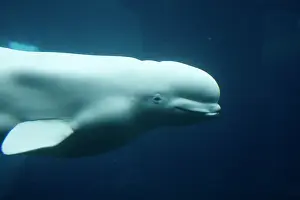 Beluga: Beluga / White Whale