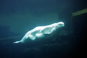 Beluga: Beluga / White Whale