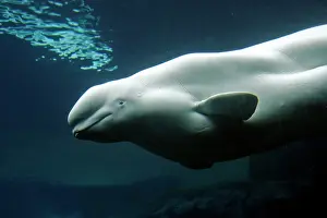 Beluga: Beluga / White Whale