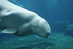 Beluga: Beluga / White Whale