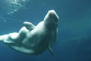 Beluga: Beluga / White Whale