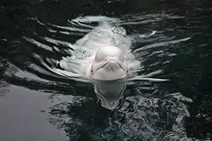 Beluga: Beluga / White Whale
