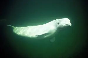Beluga: Beluga / White Whale