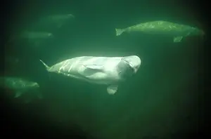 Beluga: Beluga / White Whale