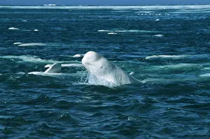 Hopping: Beluga / White WHALE