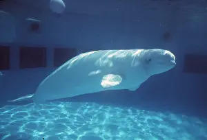 BELUGA / WHITE WHALE