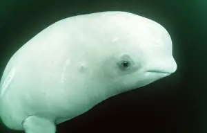Beluga: Beluga / White Whale