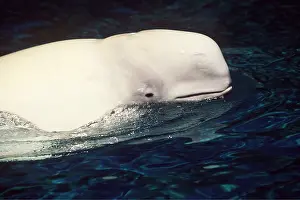 Beluga: Beluga / White WHALE - Close up of head