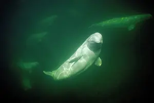 Beluga: Beluga / White Whale with group of five in background