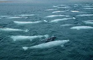 Beluga: Beluga / White WHALE - pod with calf