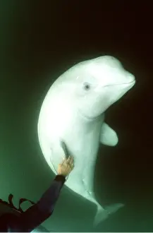Divers: Beluga / White Whale - scuba diver touches fin
