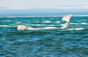 Beluga: Beluga / White WHALE - showing tail