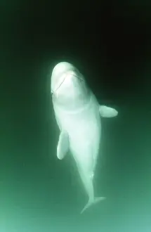 Upward: BELUGA / White WHALE - SWIMS UPWARD