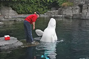Tricks: Beluga / White Whale - with trainer