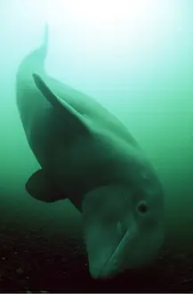 Upside: Beluga / White Whale - underwater