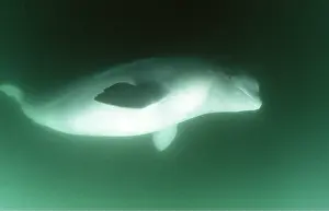 Beluga: Beluga / White Whale - underwater