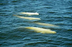 Beluga: Beluga / White WHALES - X4