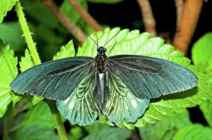 Swallowtail: Belus Swallowtail