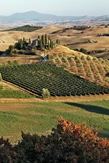 D Orcia: Belvedere House, Olive trees, and vineyards
