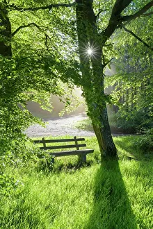 Seating: Bench in forest with sun, spring, Vielbrunn, Odenwald