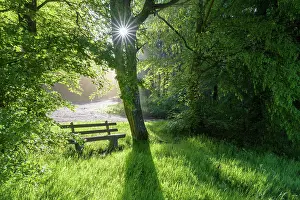Seating: Bench in forest with sun, spring, Vielbrunn, Odenwald