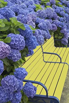 Bench: Bench surrounded with blooming Blue Bonnet hydrangea