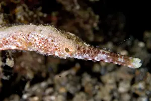 Besar: Bend Stick Pipefish