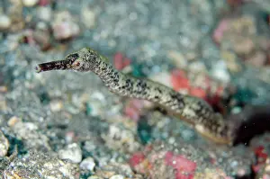 Pipefish: Bend Stick Pipefish - Pyramids dive site, Amed