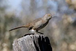 Toxostoma: Bendire's Thrasher