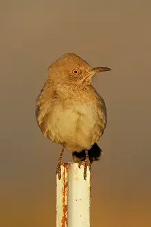 Toxostoma: Bendire's Thrasher